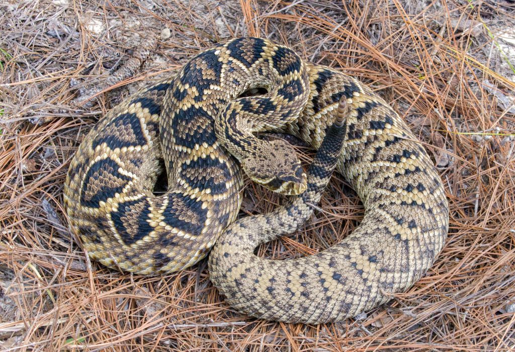 Eastern Diamondback Rattlesnake Survey NCASI