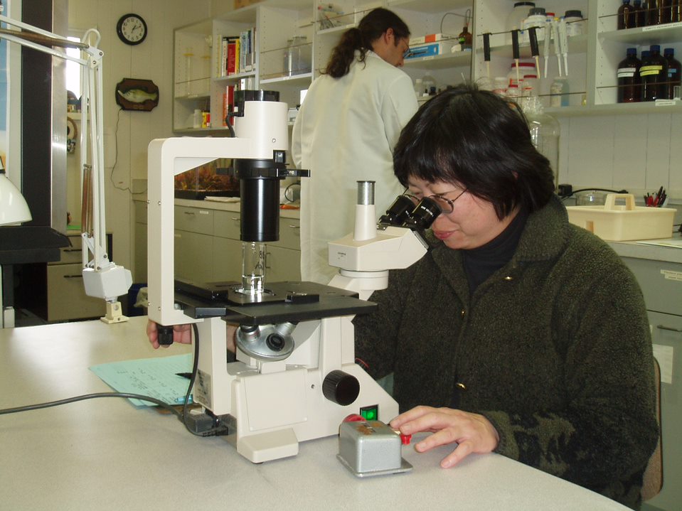 Ikoma conducting marine mussel bioassay