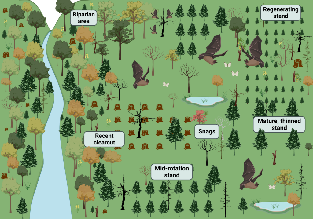 Schematic of a forest landscape as it relates to bat hibernation, swarming, and staging.